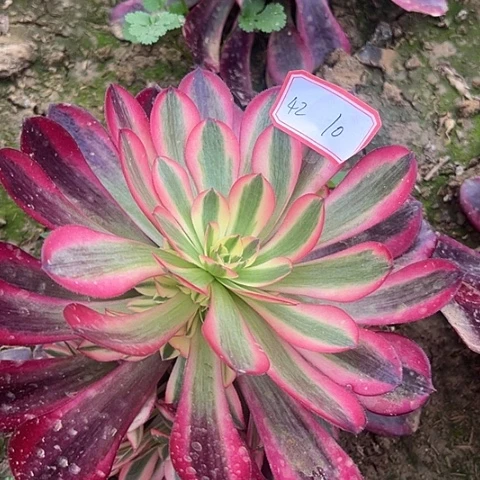 多肉植物美杜莎42