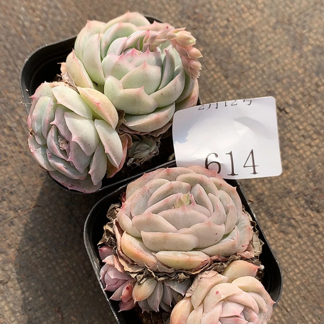 【闪购商品】康**乖云614号