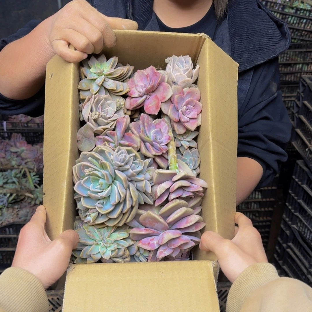 多肉断枝混装 不包损11.8