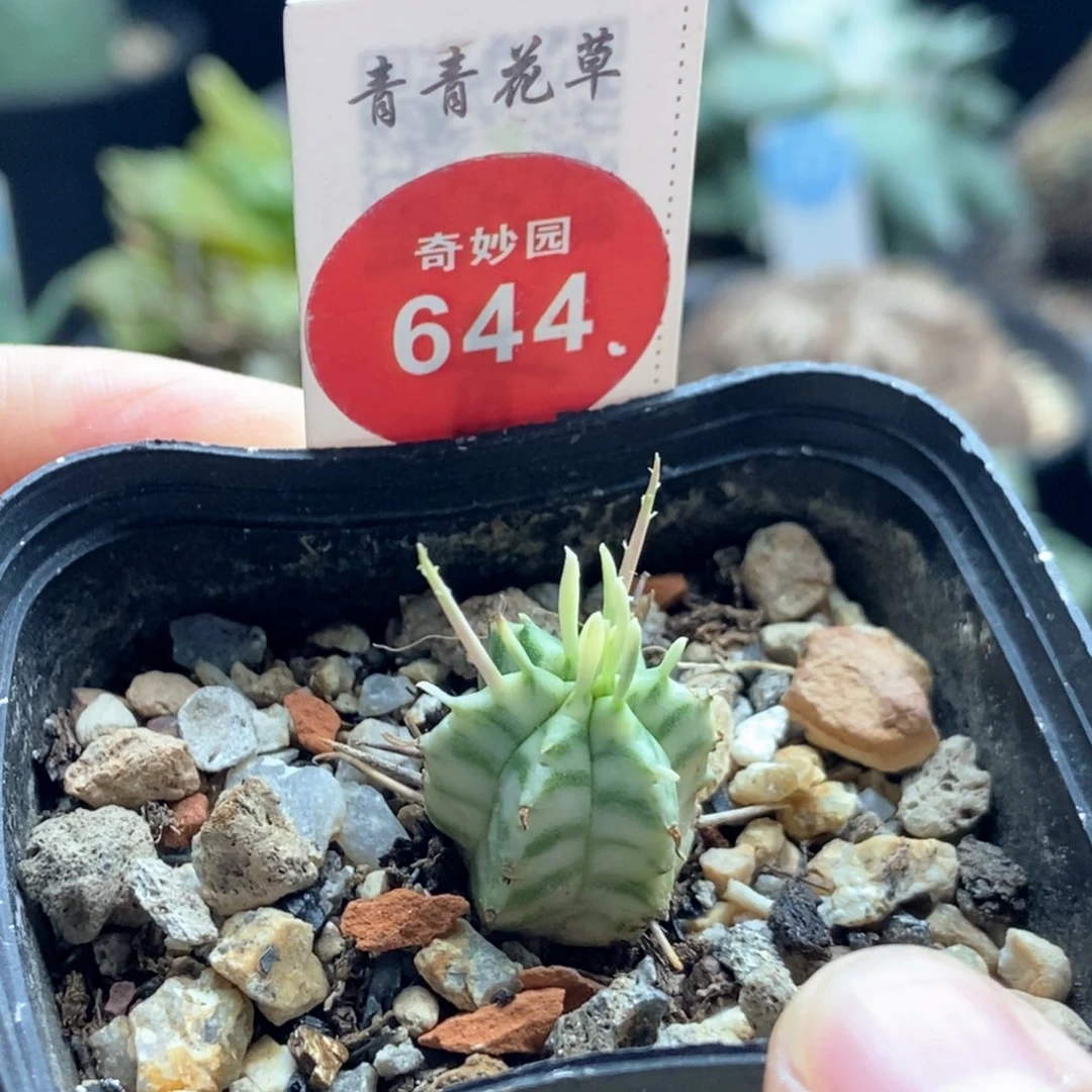 自根强刺斑马锦一颗