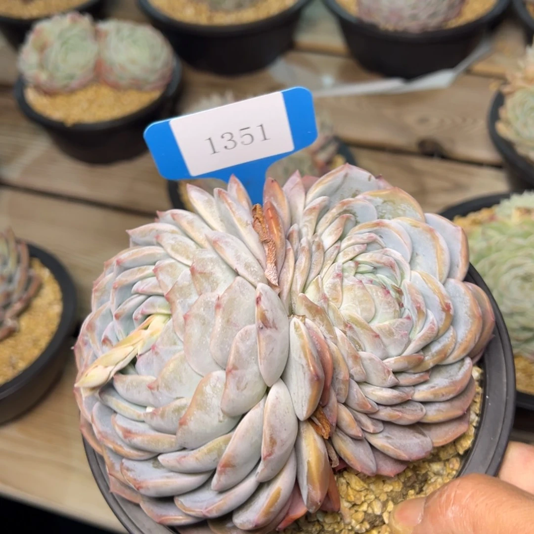 悠**M1351肉多肉少肉