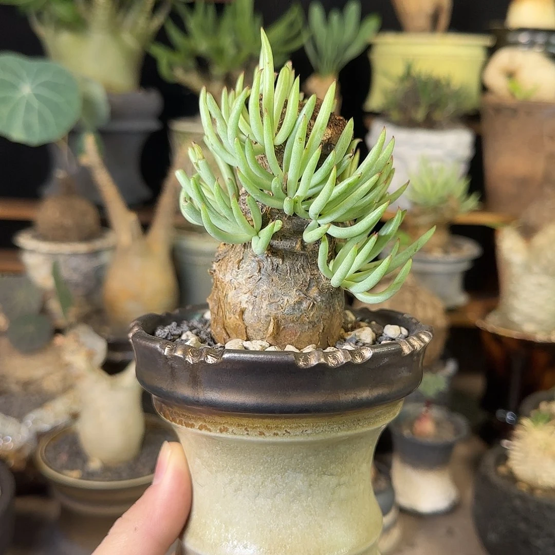 一物一拍白象奇峰锦360