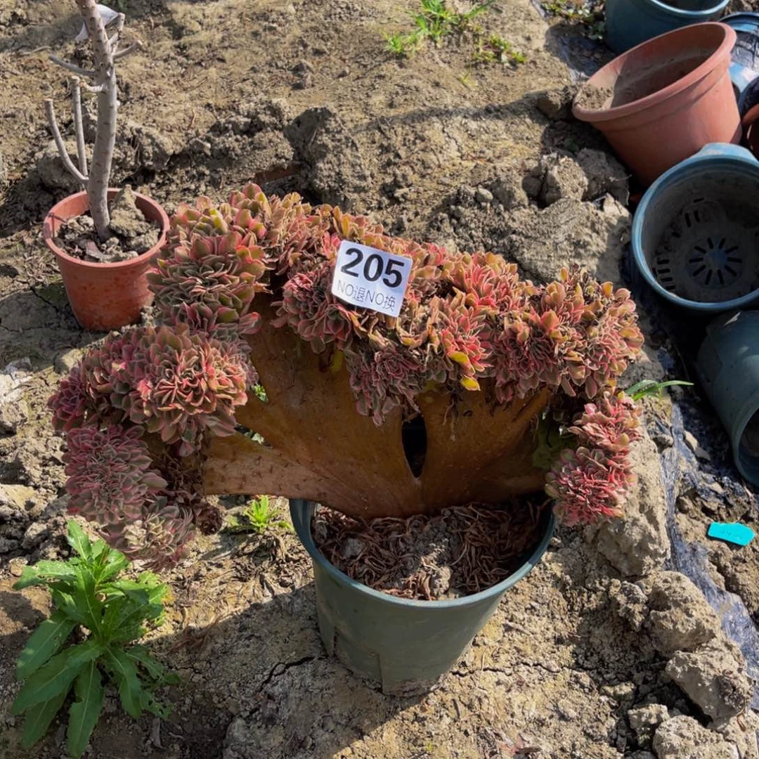 粉女巫法师缀化5-21