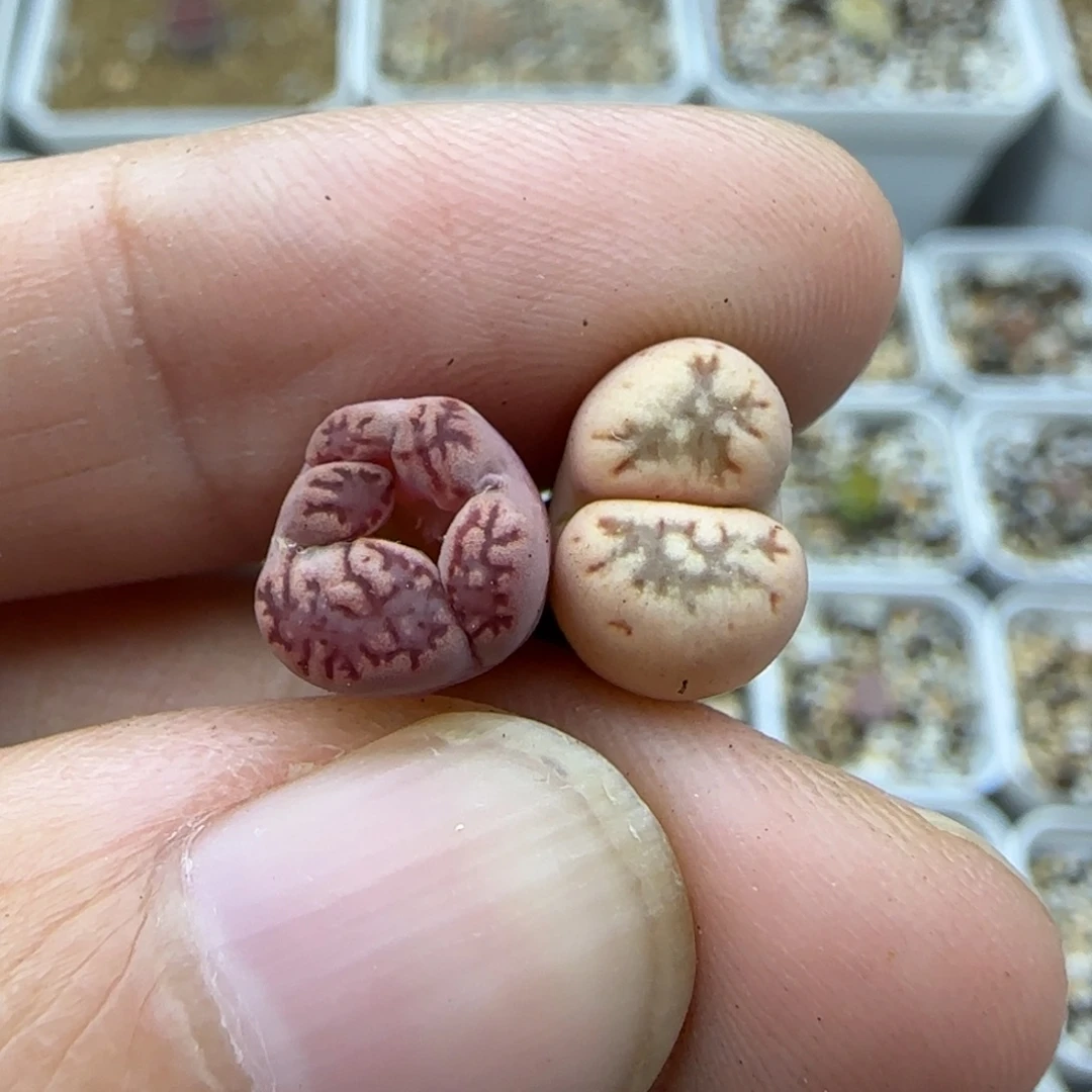 692 锦清框福利30包邮