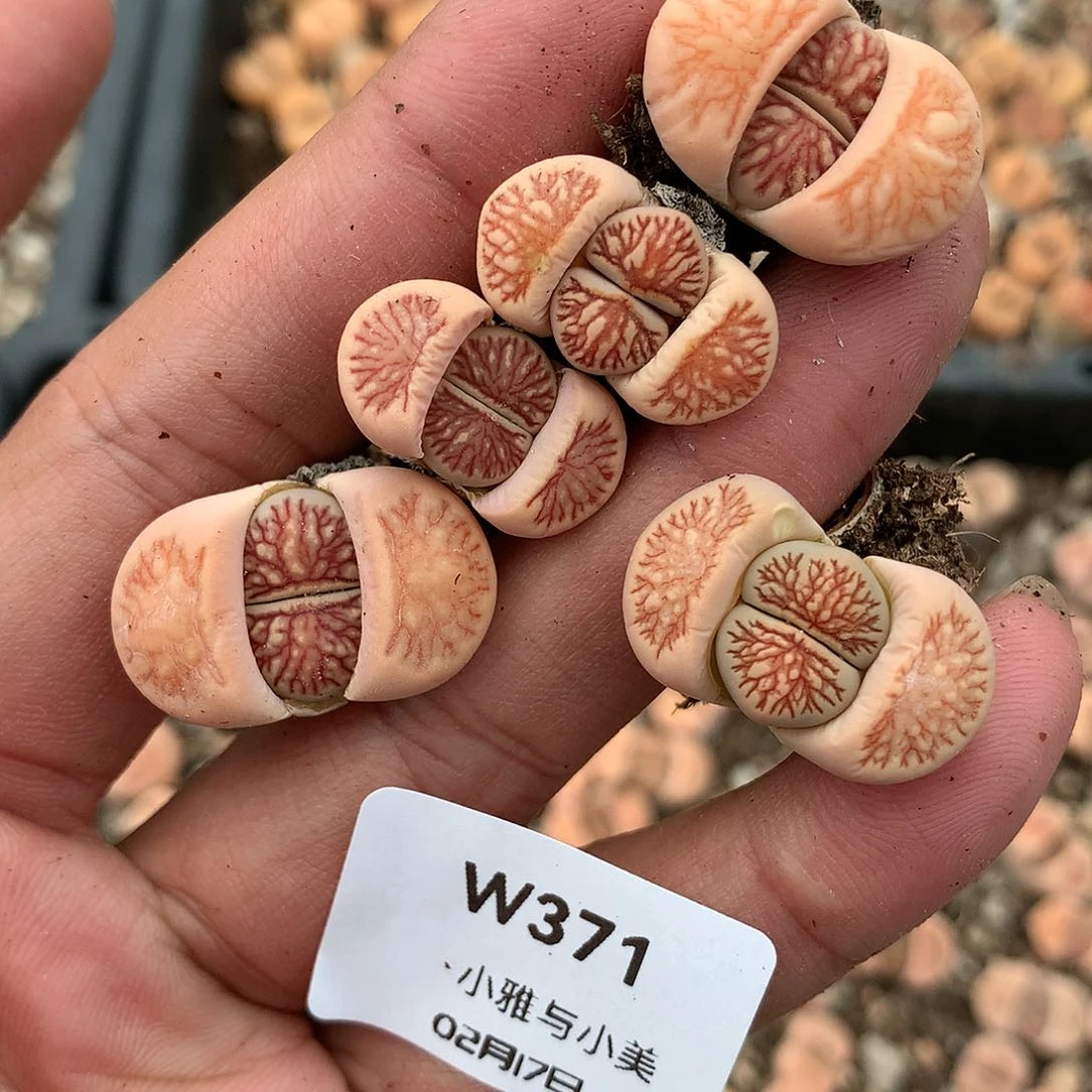 W371多肉植物保护