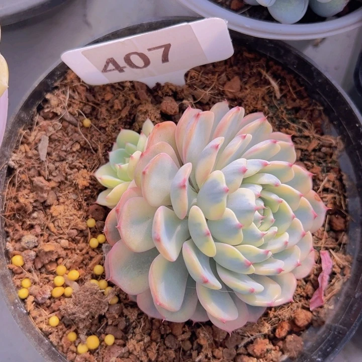 健健康康平平安安