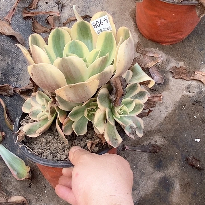 908香炉盘白锦多肉植物法师