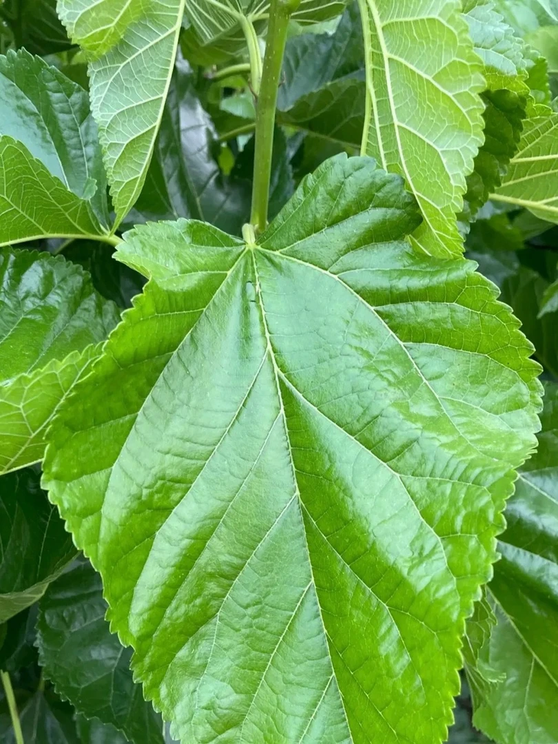 新鲜薄荷叶桑叶，现摘现发