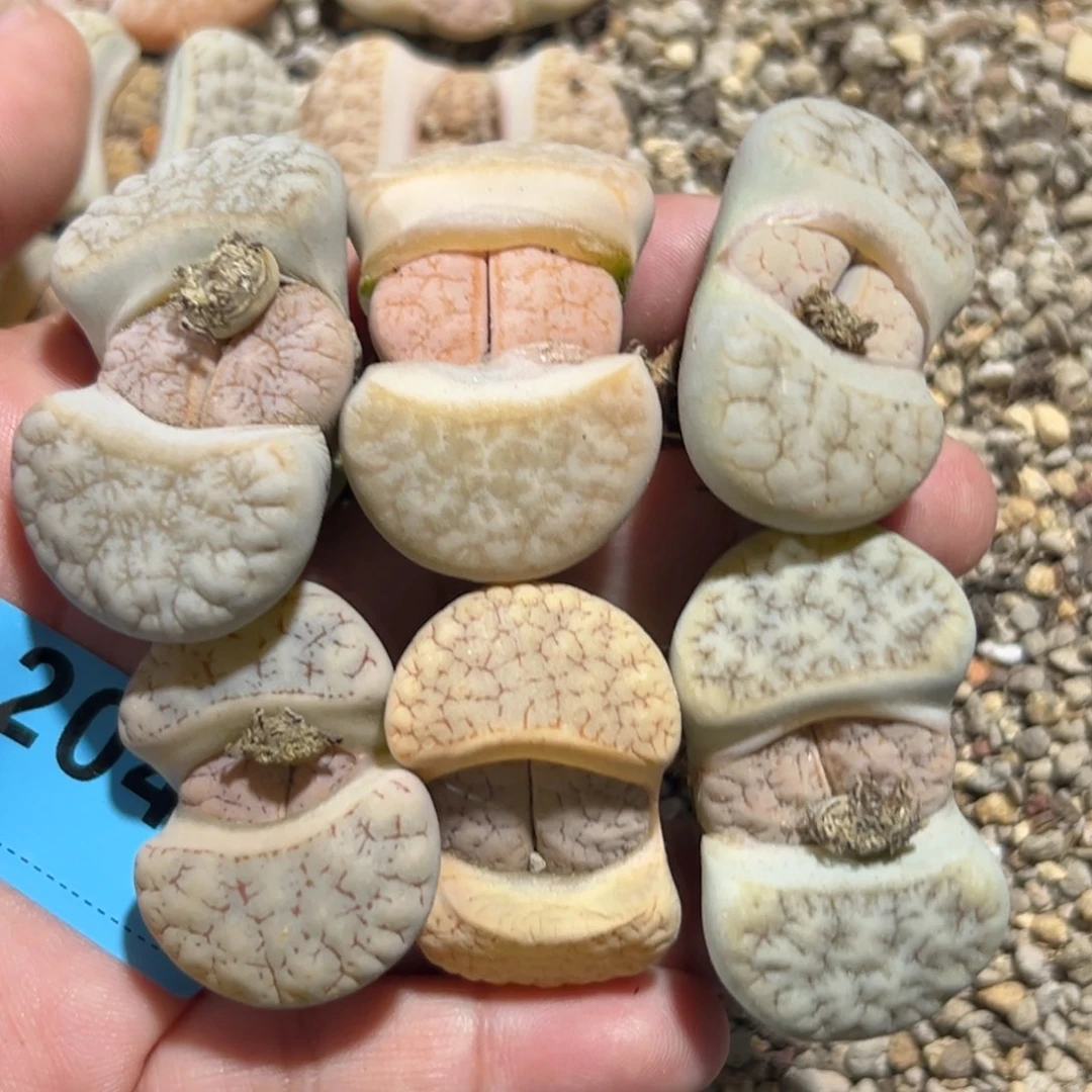 一****?2049荒混6专拍专拍专拍