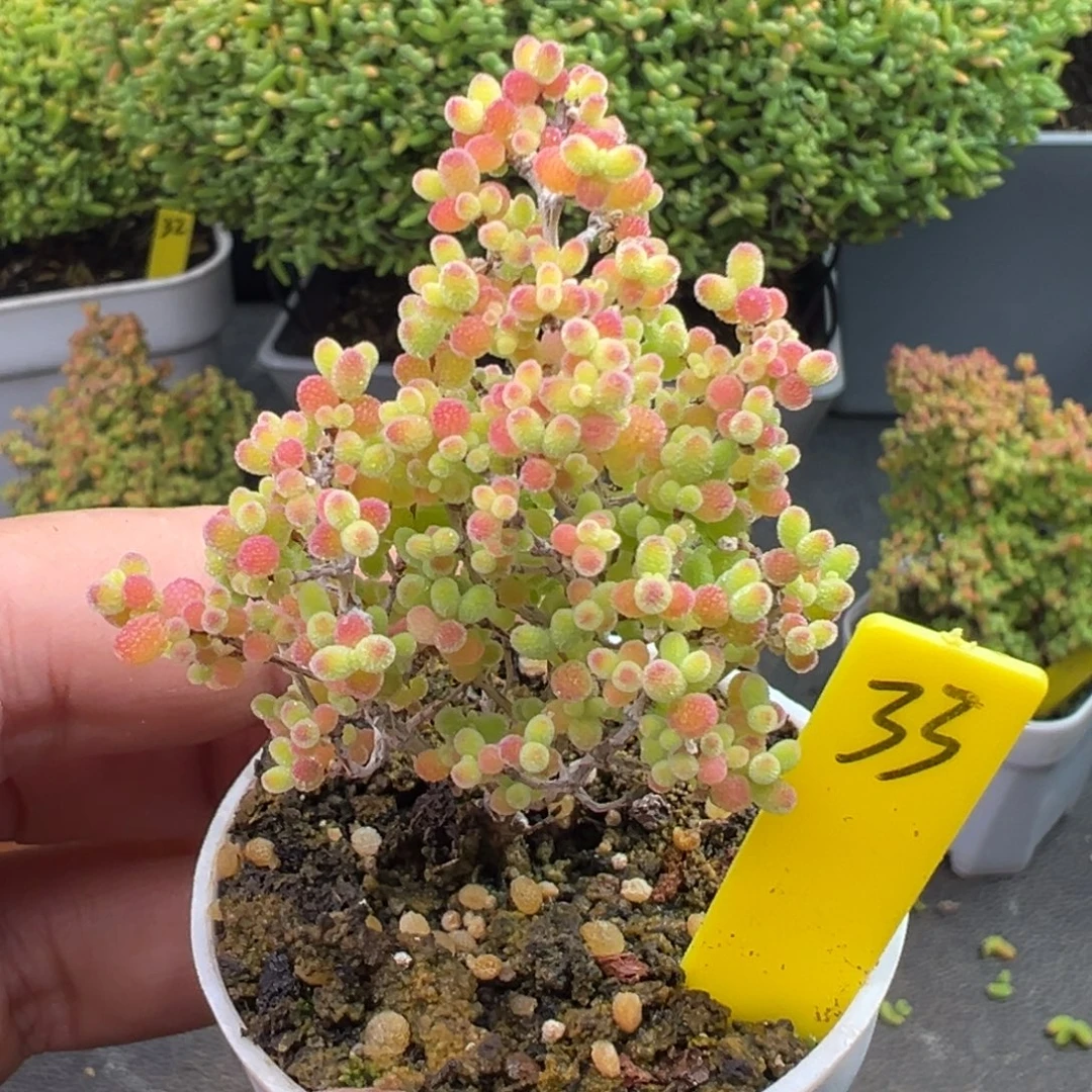 蜜橘糖球33号5cm盆