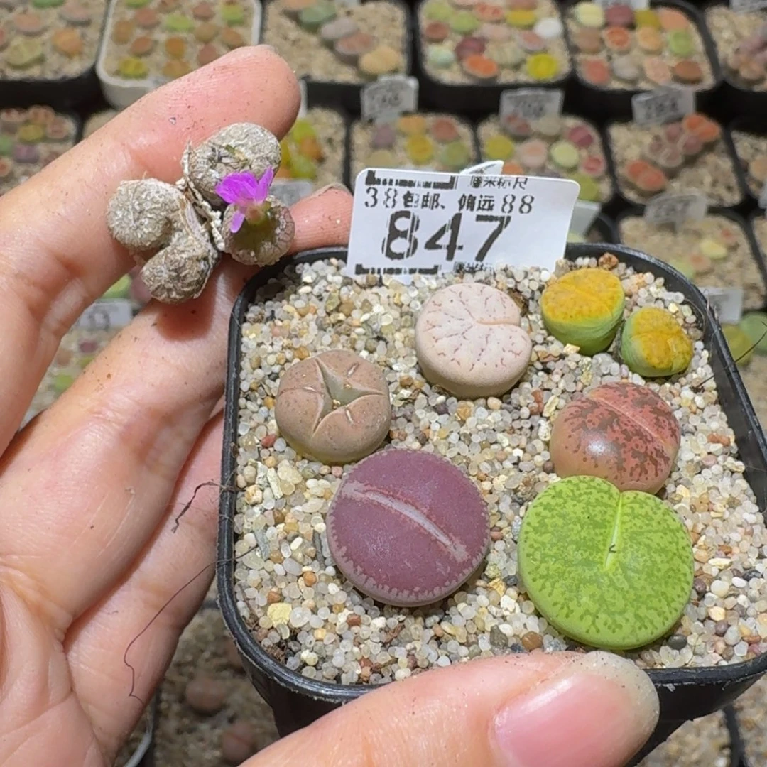 小***乖Ssss精品生石花847