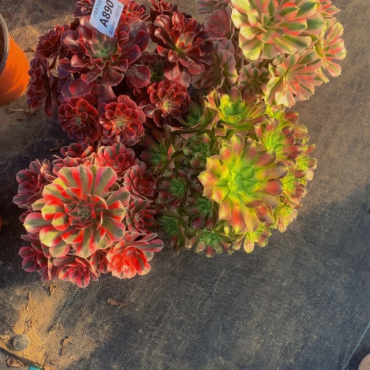 用****4美杜莎。女巫。韶华红女巫890