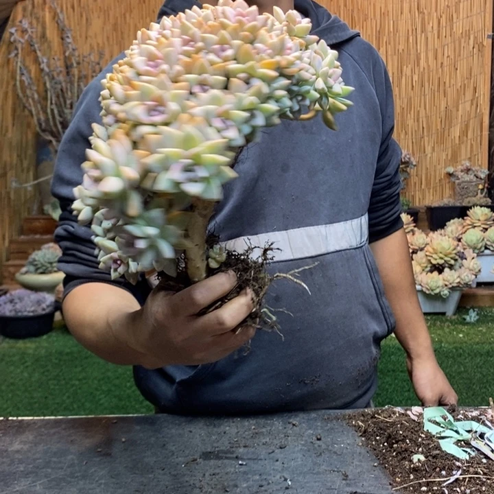 陌***丶385 号淡雪多肉植物