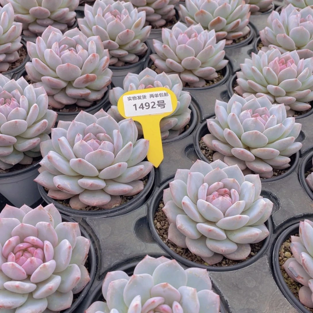 1492号 星星橙大单头一个