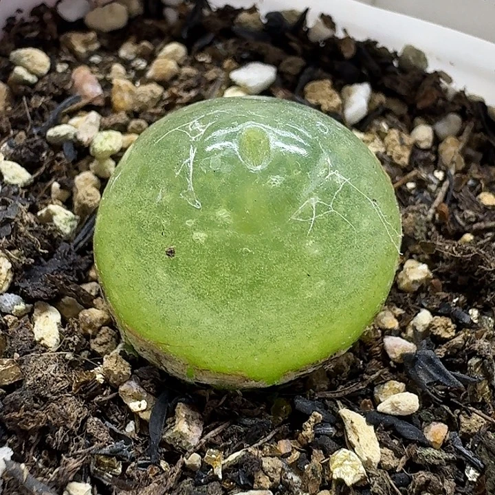 老马生石花2.2灯泡2402