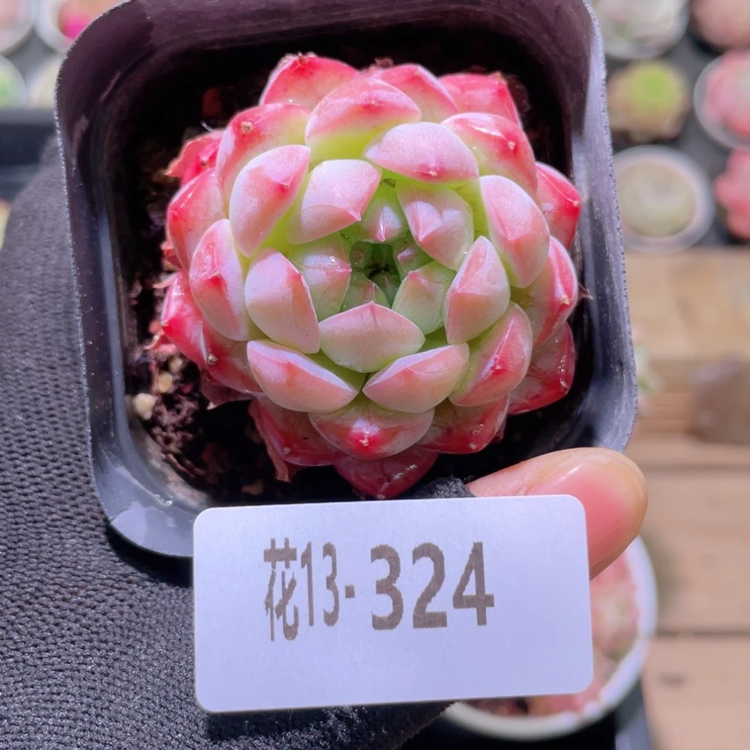 花利美13-324白桃汽水