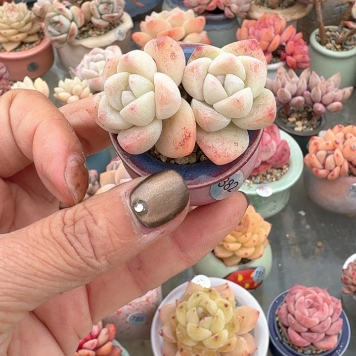 ?*382 多肉含盆土 30元包邮 除偏远地区