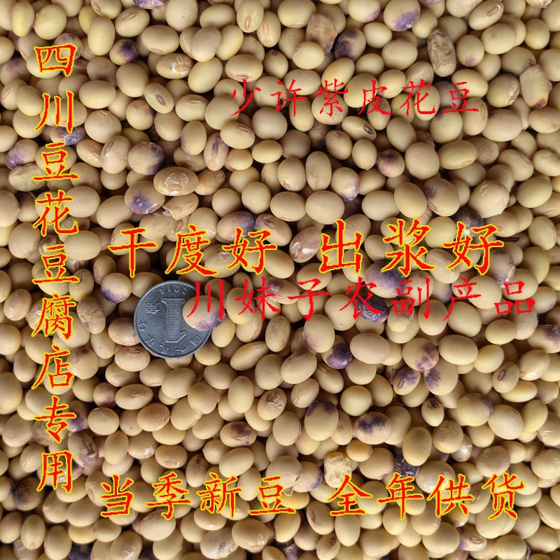 四川土黄豆子豆花专用做豆腐打豆浆今年晒干新货四川农家非转基因