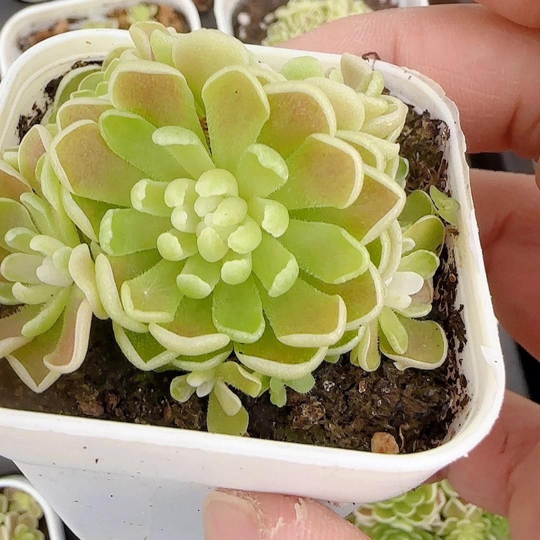 1121-31（爱丽丝）捕虫锦