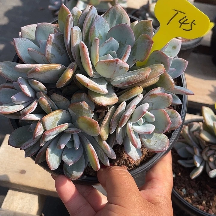 奶茶多肉植物群生45