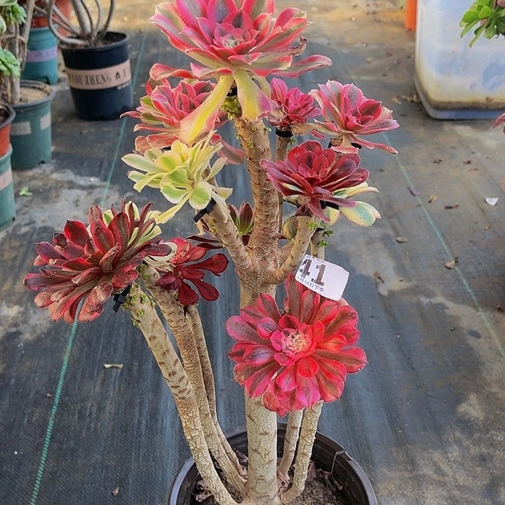 嫁接的法师4111111