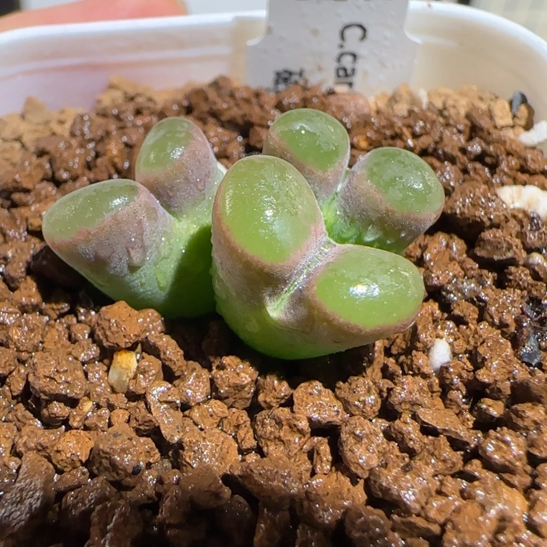 肉锥多肉植物组合-磁铁母本888