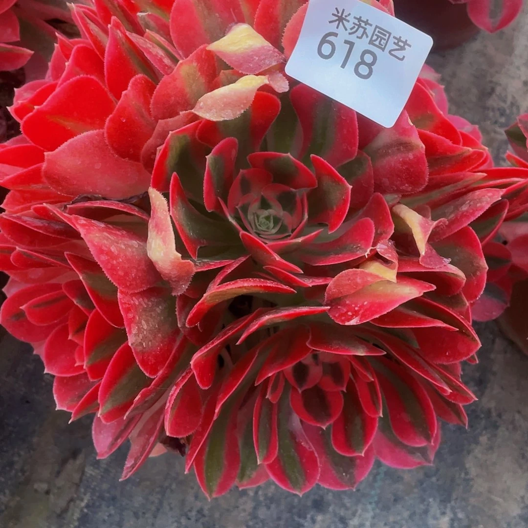 平****?618多肉植物的生长
