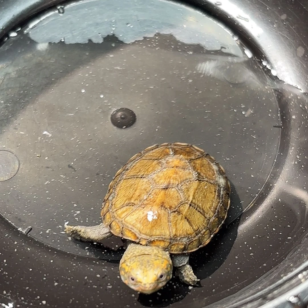 不分公母宠物龟A8微暇芒果头小一代红面