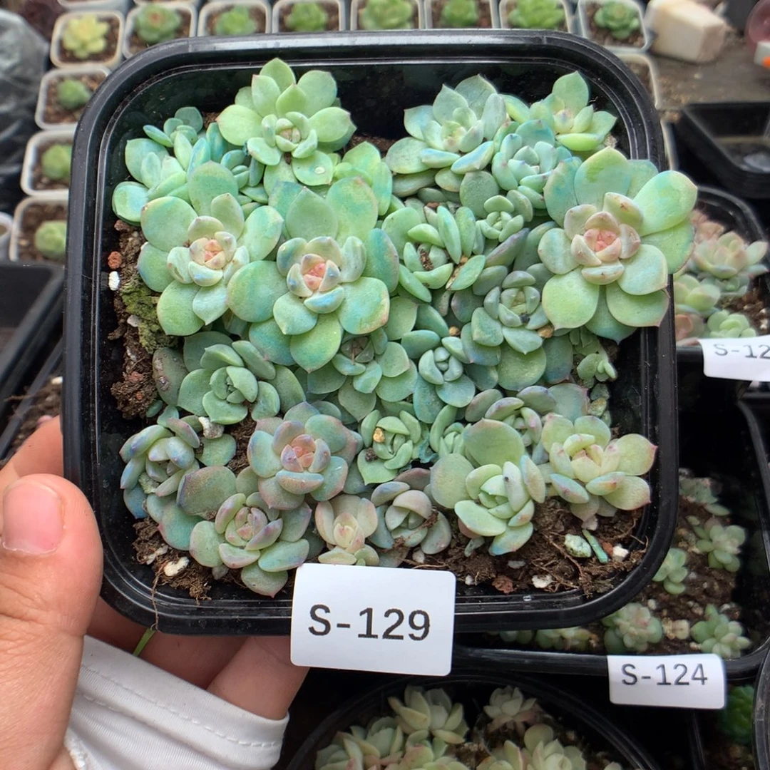 无花朵S129英语英语