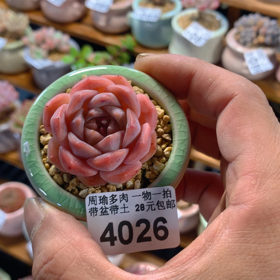 精控多肉植物4026