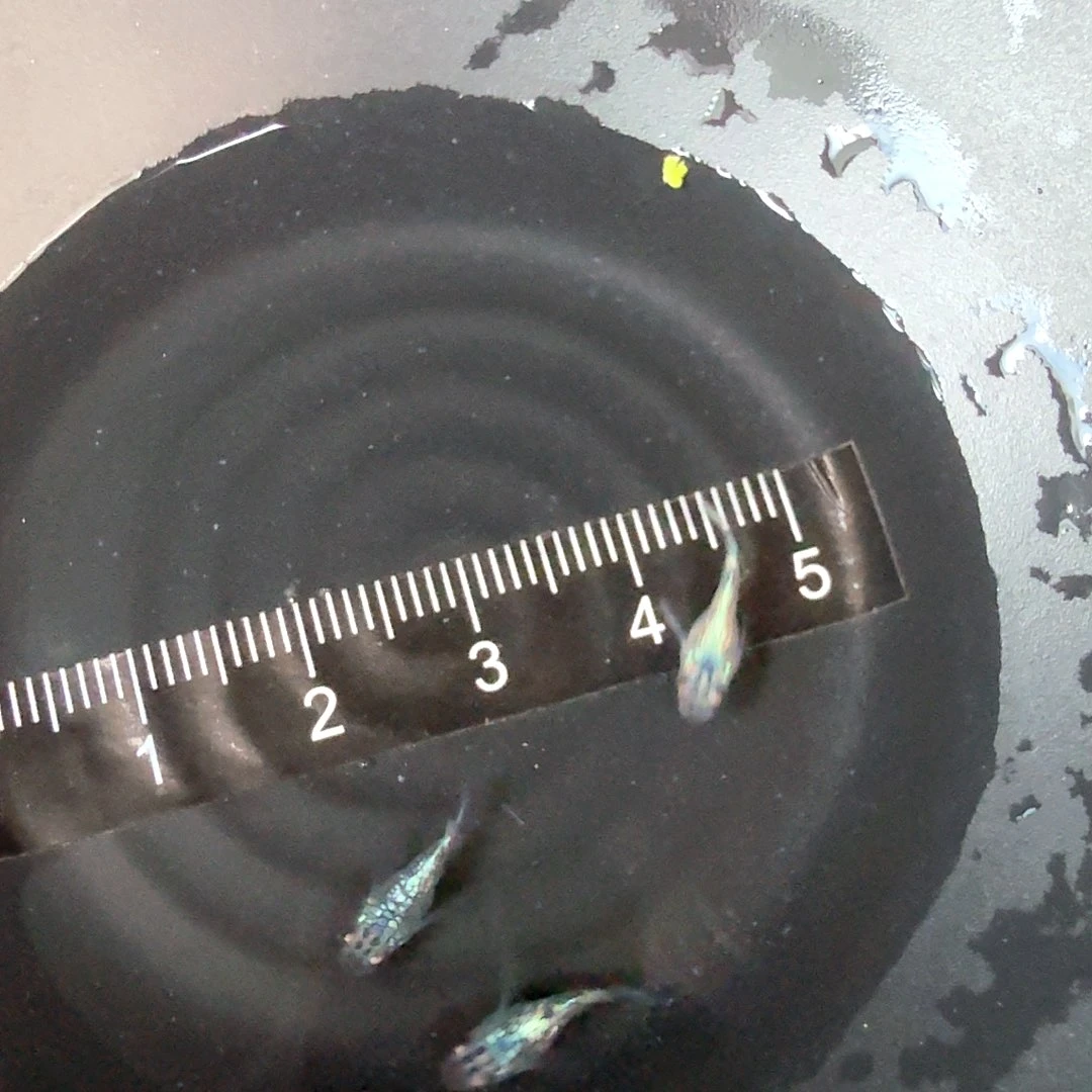 青鳉鱼海王星球体青鳉85号