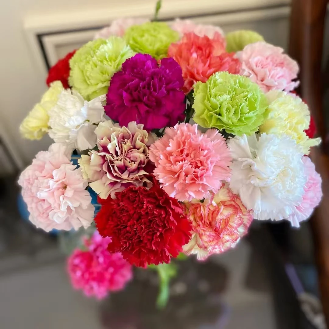 随机混色单头康乃馨【2单顺丰或京东】云南鲜花家庭鲜切花