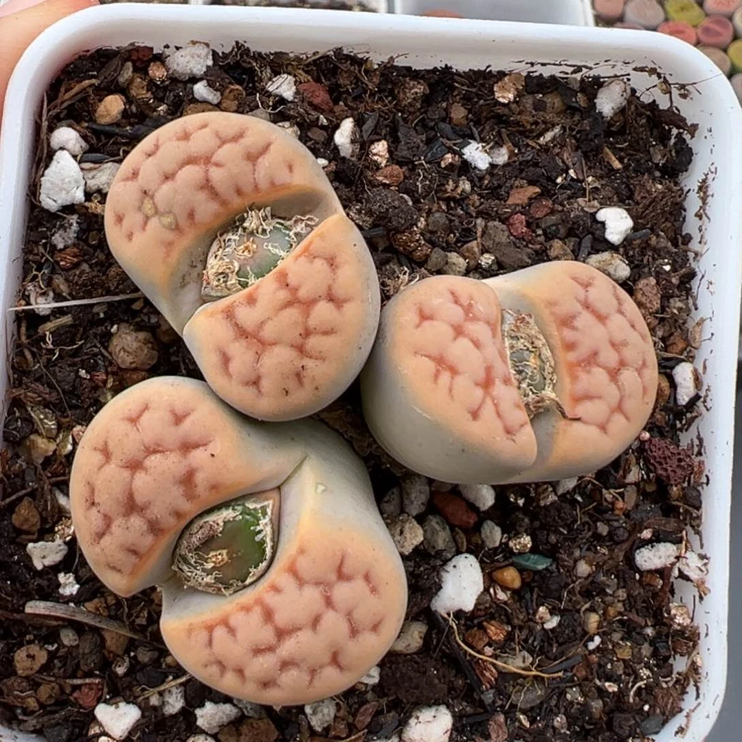 1.22好看的多肉119