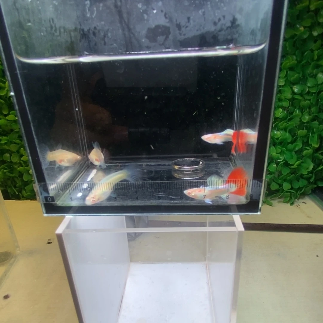 孔雀鱼紫白跑红两对