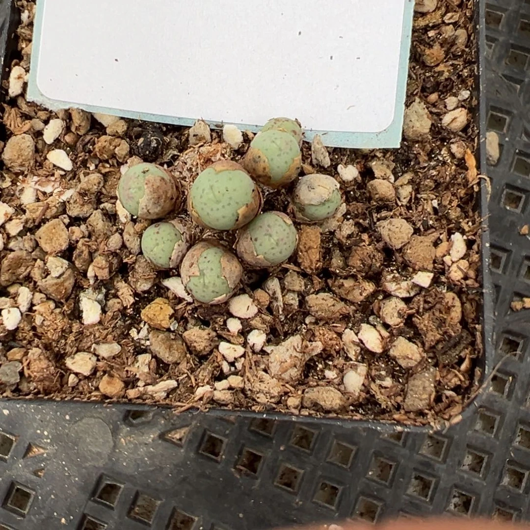 1-99奶油嘴多肉植物