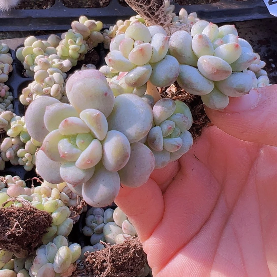 阳光玫瑰苗3颗19包邮