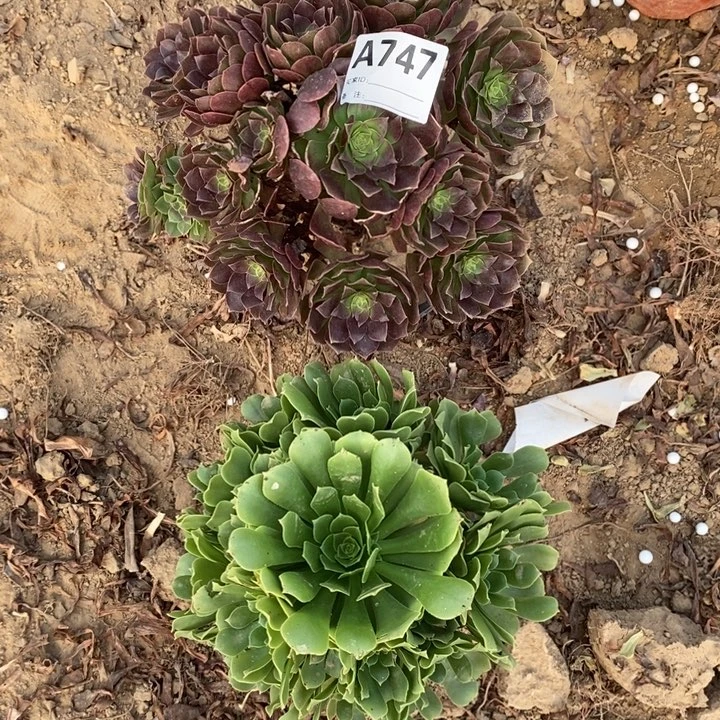 完全开放747组合套餐多肉植物