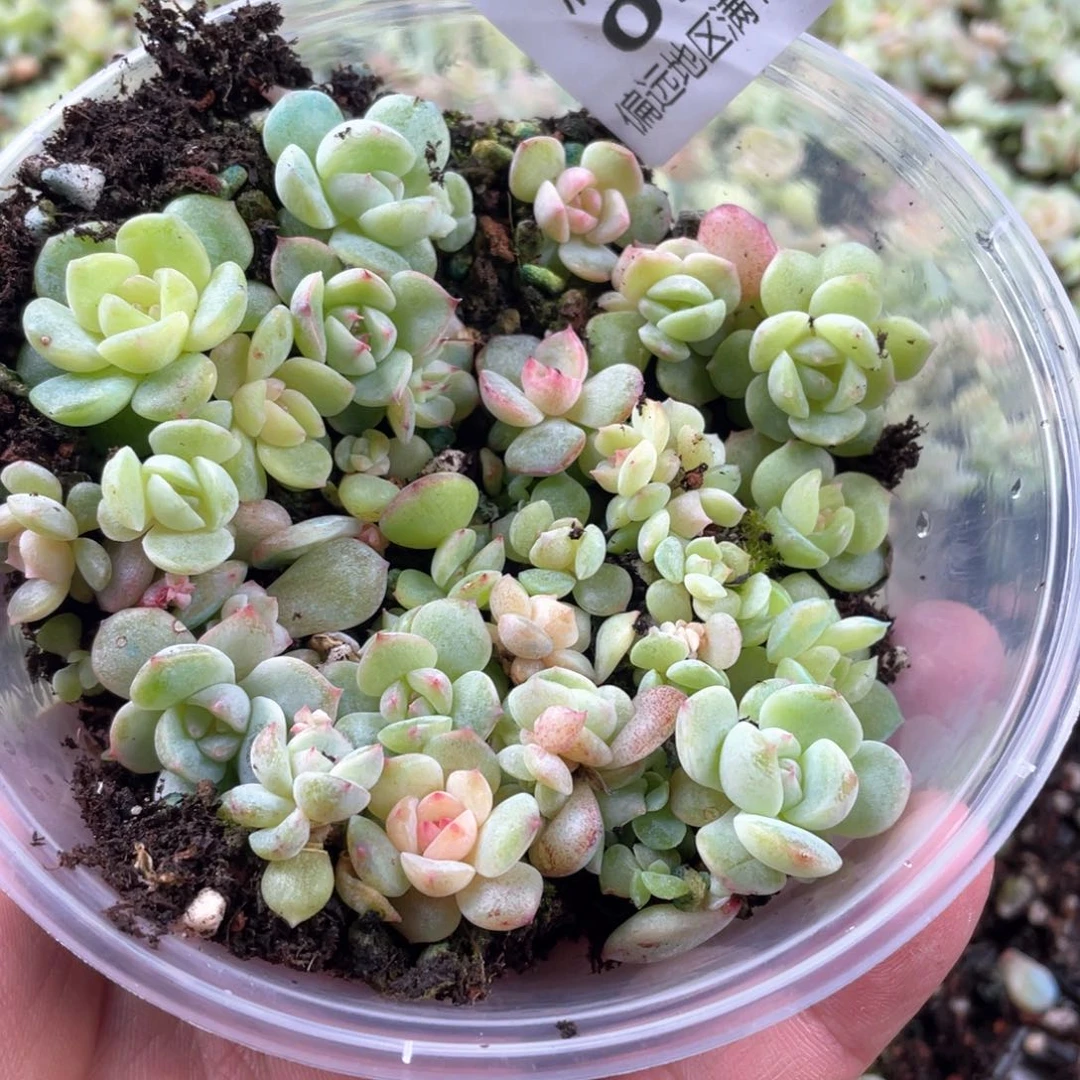 风花雪月混一物一拍052