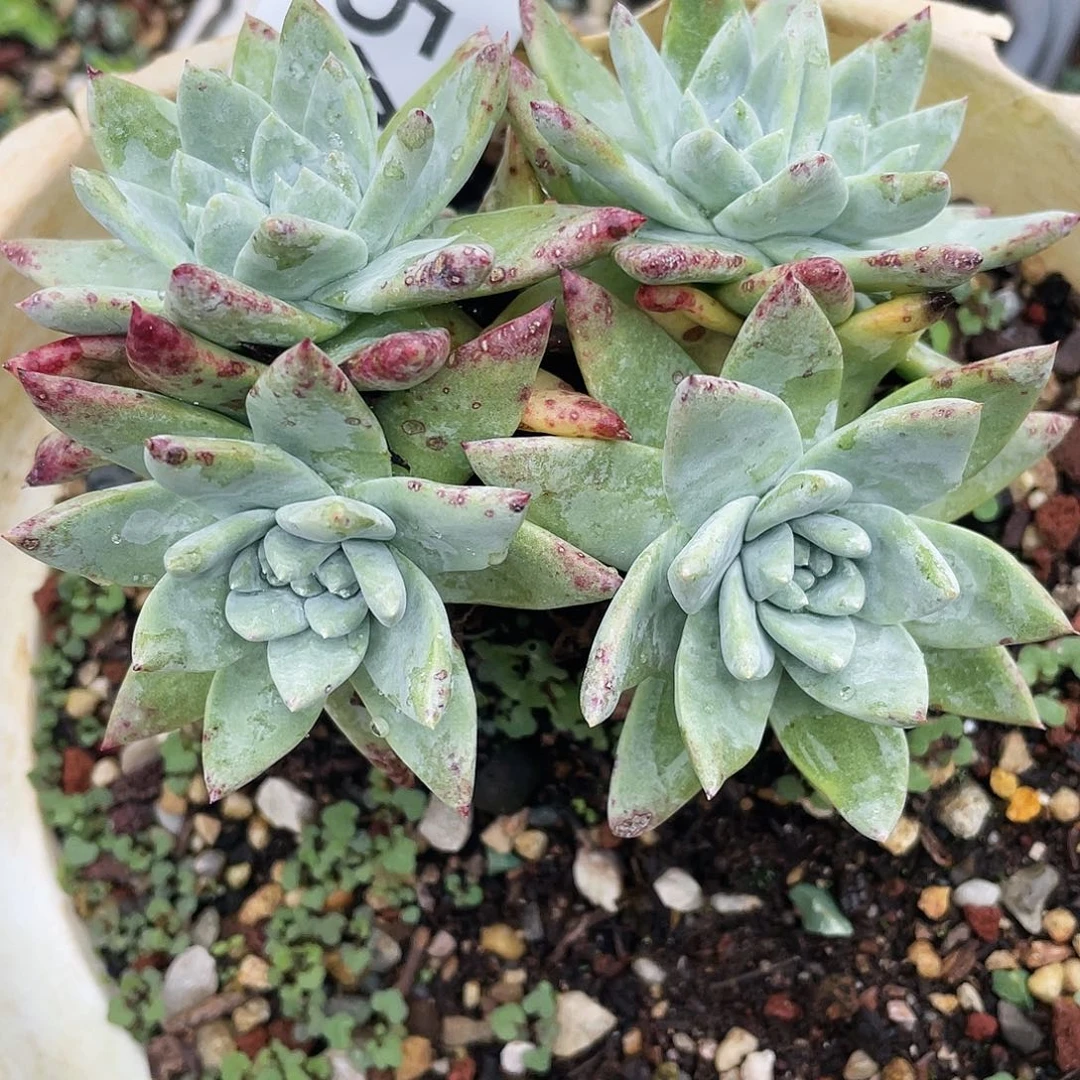 苹果叶杂交老桩3954