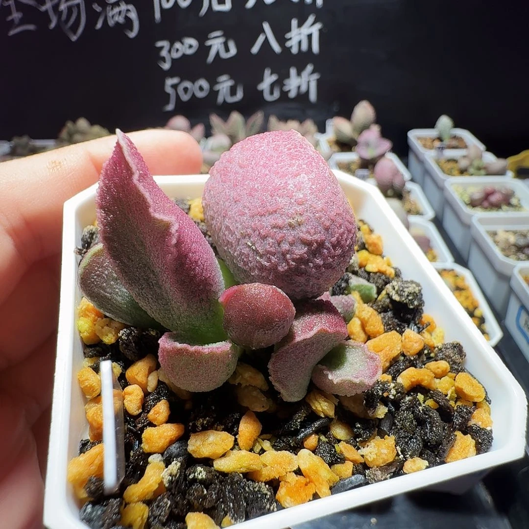 实生水泡，带盆发货，满38包邮，植物售出不退不换