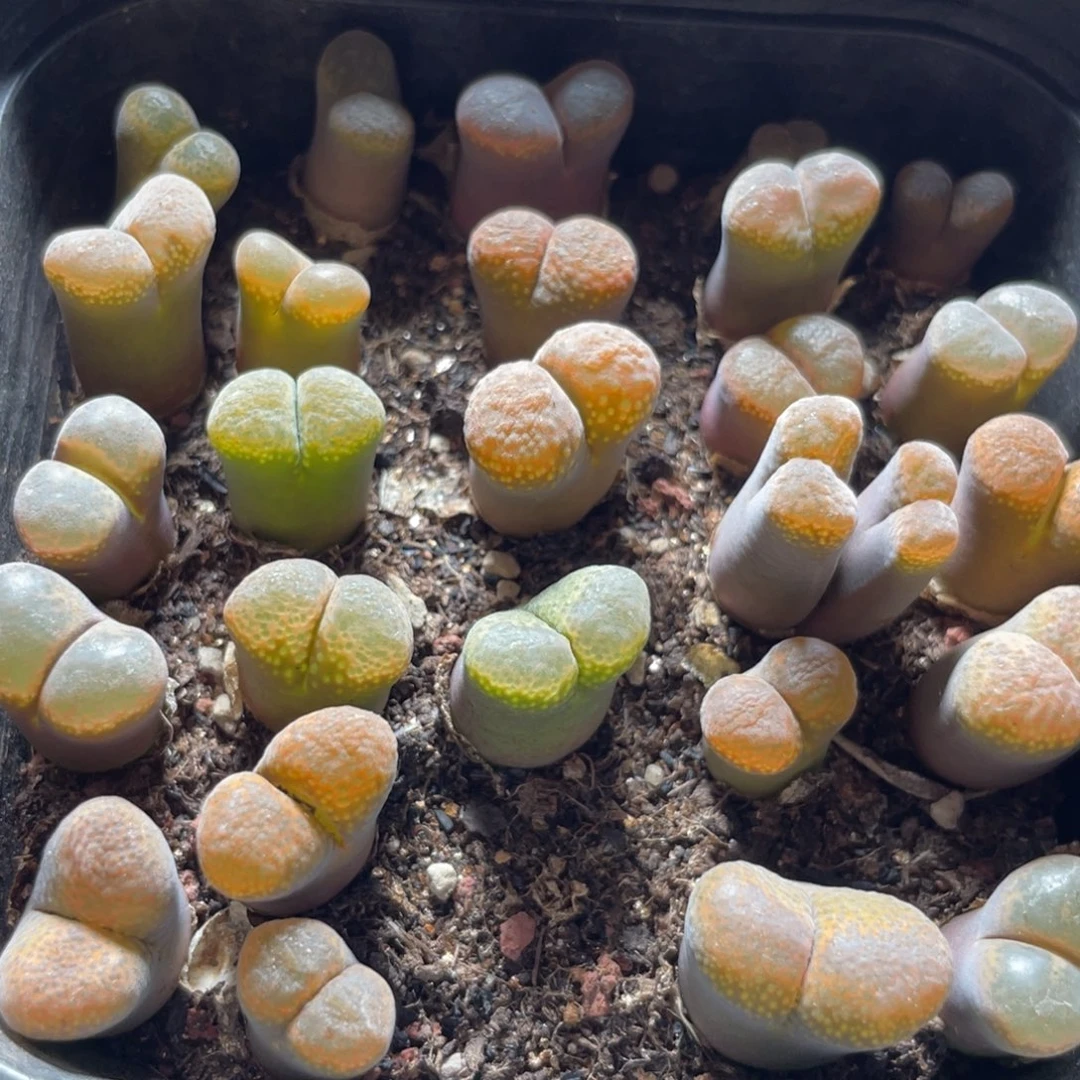 今晚大盆特价更新～42