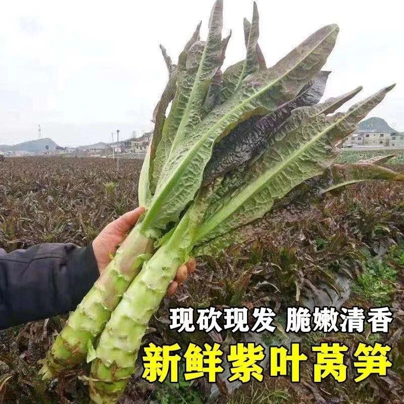 【顺丰冷链】净重5斤湖北农家菜新鲜现摘现发红叶香莴笋