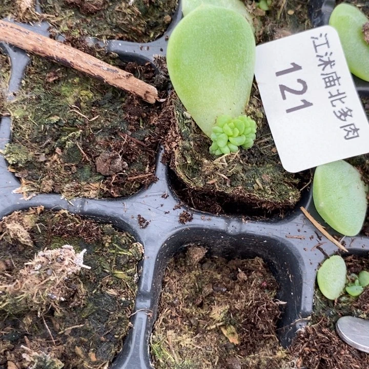 原*标签121财富b挑好的一个多肉