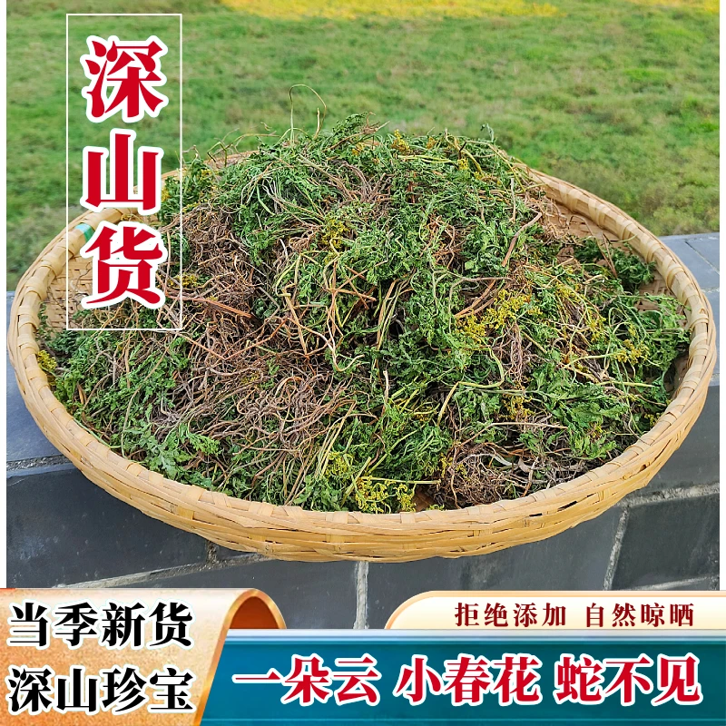 云南野生小春花 一朵云阴地蕨蛇不见新鲜干货100g-250g包邮藏红花