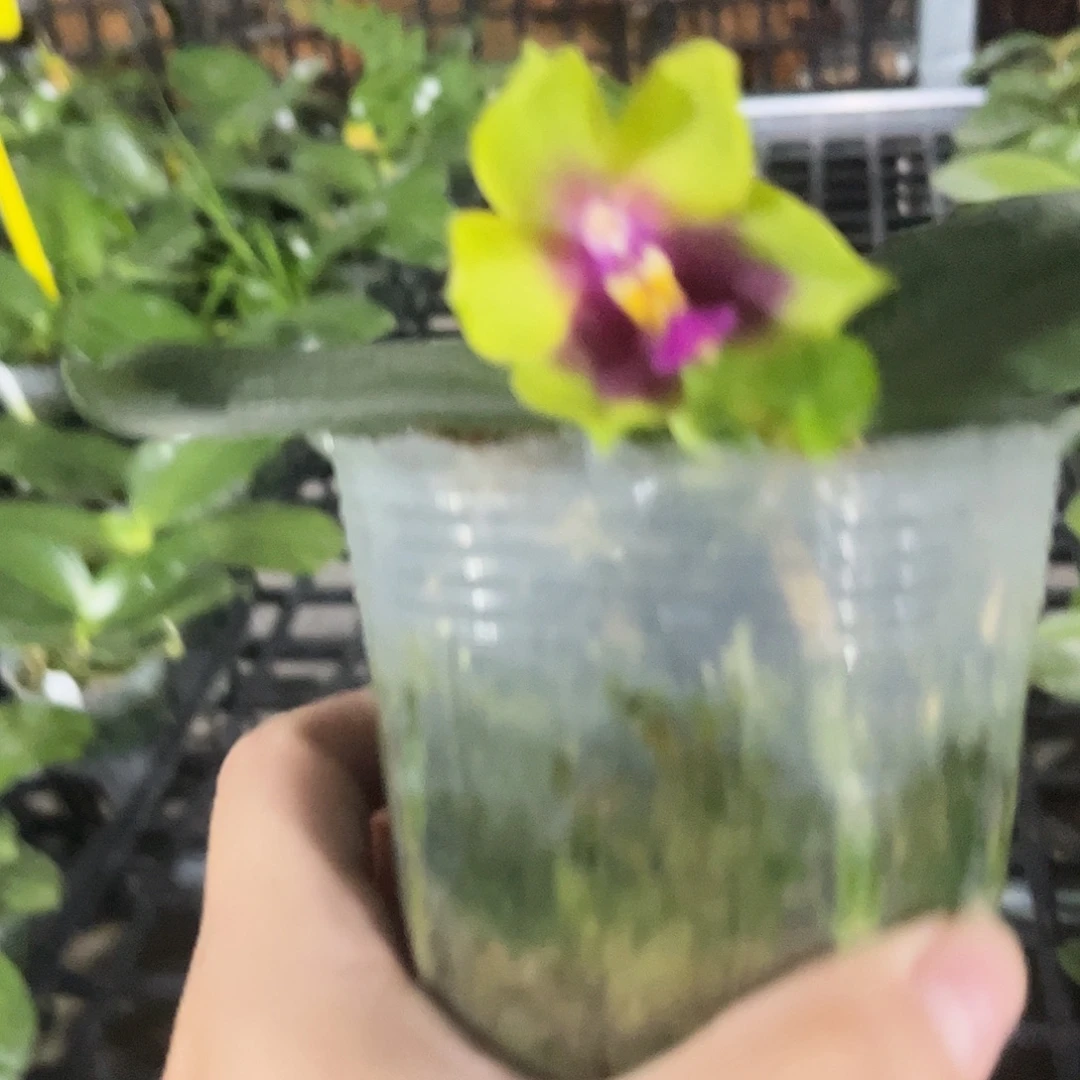 完全开放绿宝石交绿爪