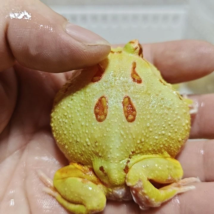 角蛙皮卡丘！！！！！！！！！！！！