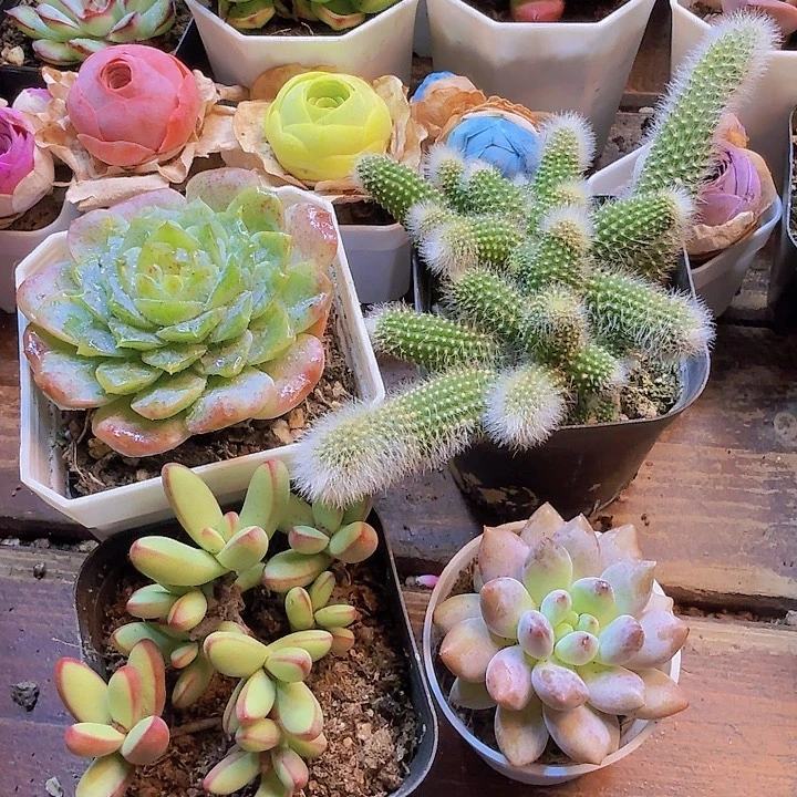 冰心 半夏 九尾狐满头 小天狗