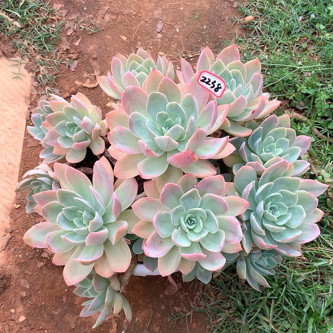 丝绸面料沙2238晓晓一物一拍