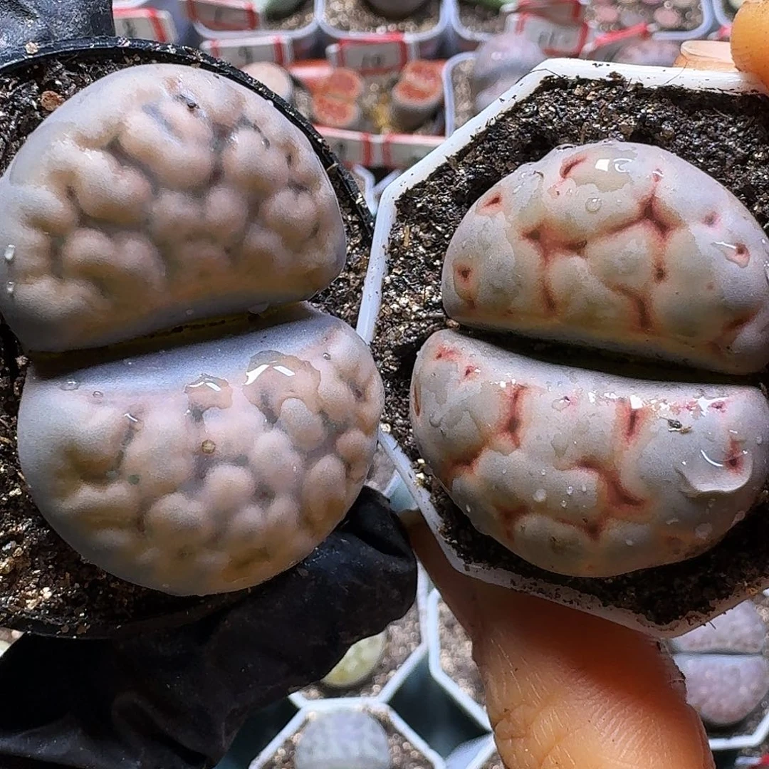 墨***恩生石花22:/：。  88