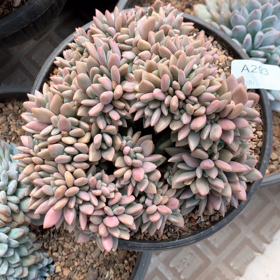 A293 售后范围：签收起7天内